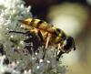 Myathropa florea